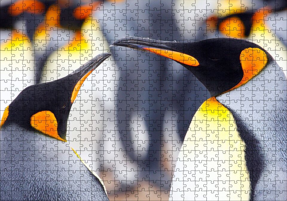 Kral Penguenler Puzzle Yapboz MDF Ahşap 500 Parça 49 cm X 68 cm