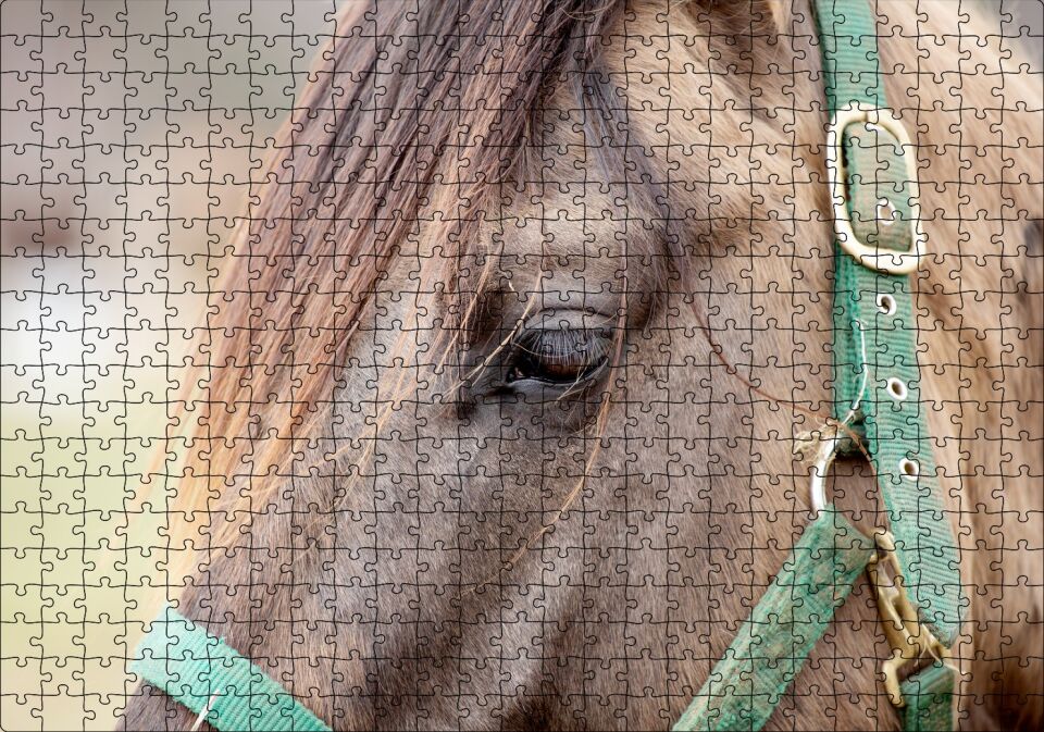 Yeşil Koşumlu Kahverengi At Yakın Çekim Puzzle Yapboz MDF Ahşap 500 Parça 49 cm X 68 cm