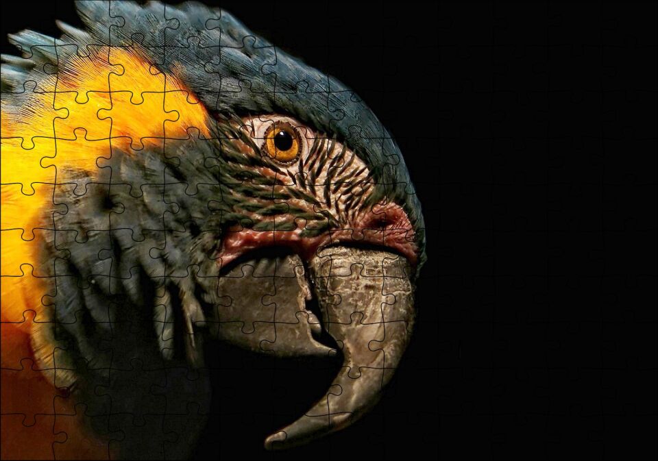 Sarı Siyah Papağan Siyah Arka Plan Puzzle Yapboz MDF Ahşap