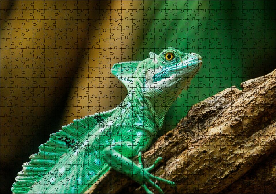 Kahverengi Dal Üzerinde Yeşil Kertenkele Yakın Çekim Puzzle Yapboz MDF Ahşap 500 Parça 49 cm X 68 cm