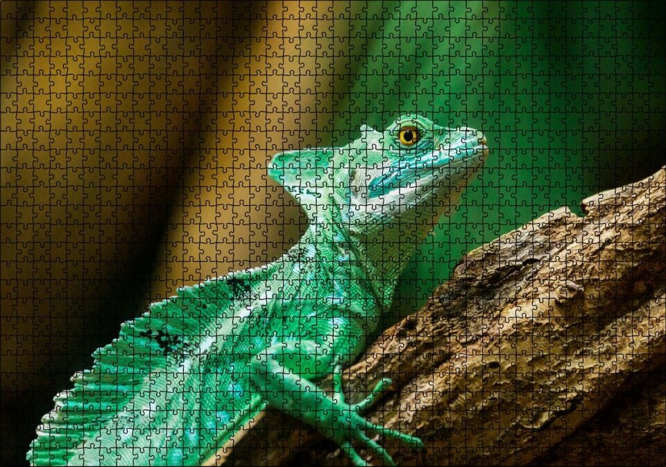 Kahverengi Dal Üzerinde Yeşil Kertenkele Yakın Çekim Puzzle Yapboz MDF Ahşap 1000 Parça 49 cm X 68 cm