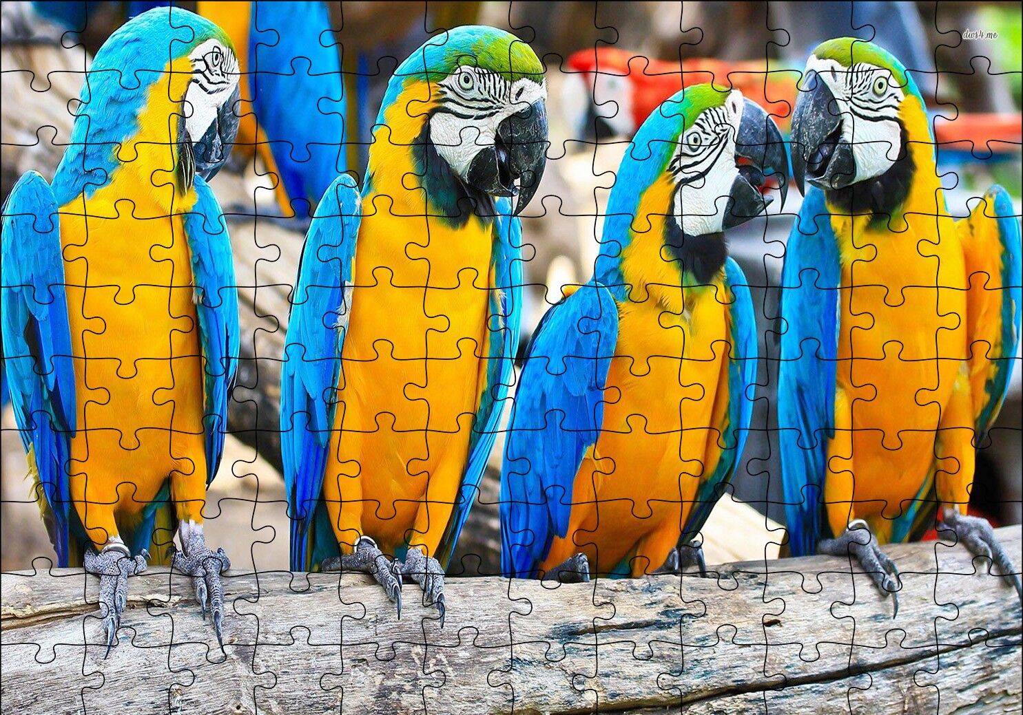 Daldaki Sarı Mavi Macaw Papağanları Puzzle Yapboz MDF Ahşap