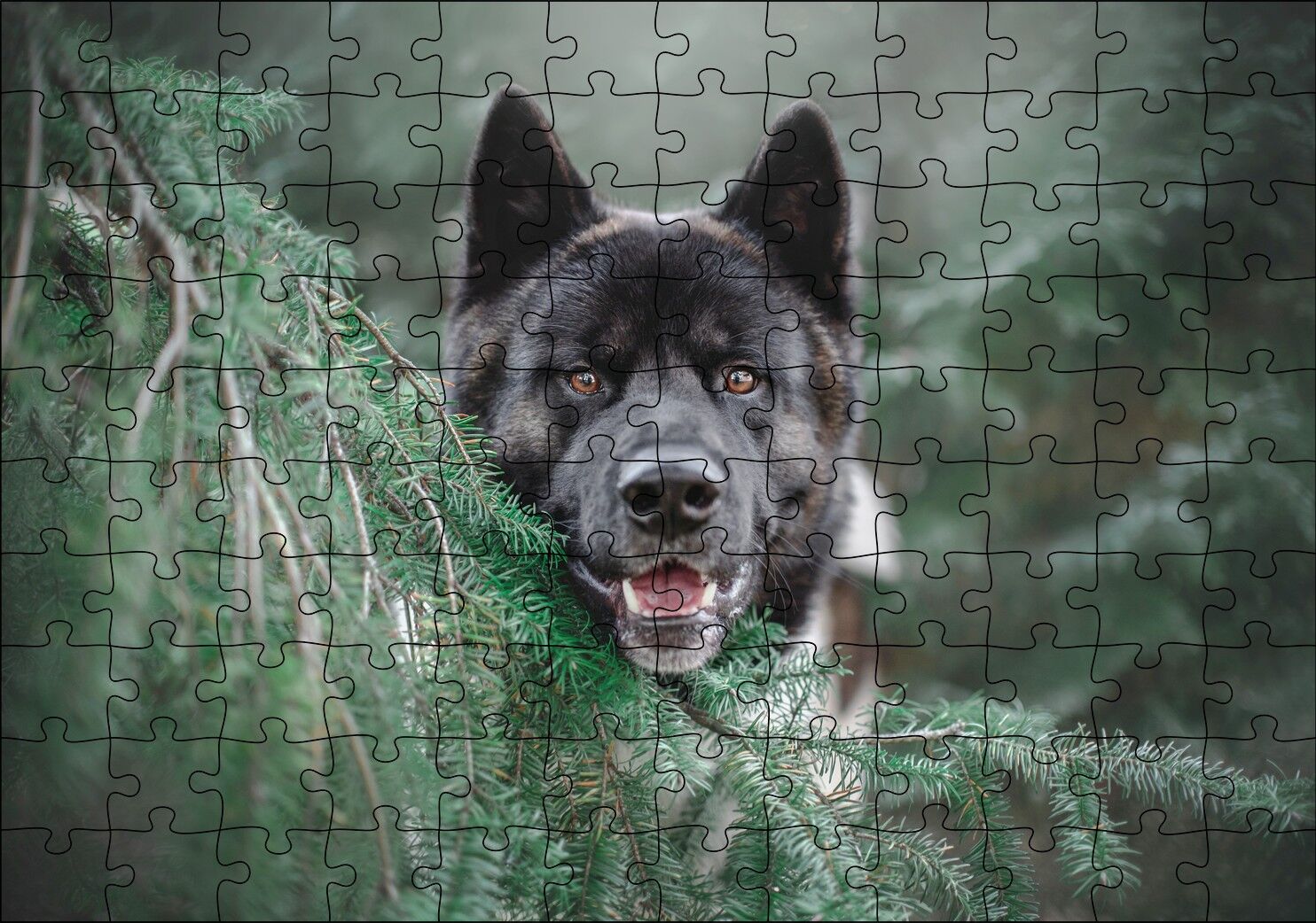 Akita Kahverengi Siyah Köpek ve Çam Yaprakları Puzzle Yapboz MDF Ahşap