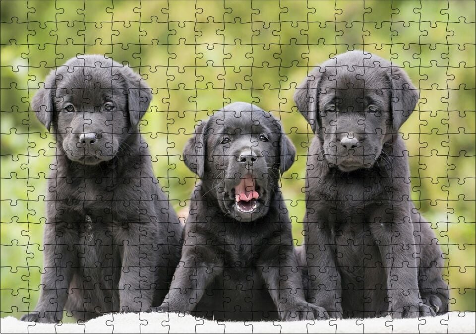 Üç Sevimli Siyah Yavru Köpek Puzzle Yapboz MDF Ahşap 255 Parça 34 cm X 49 cm