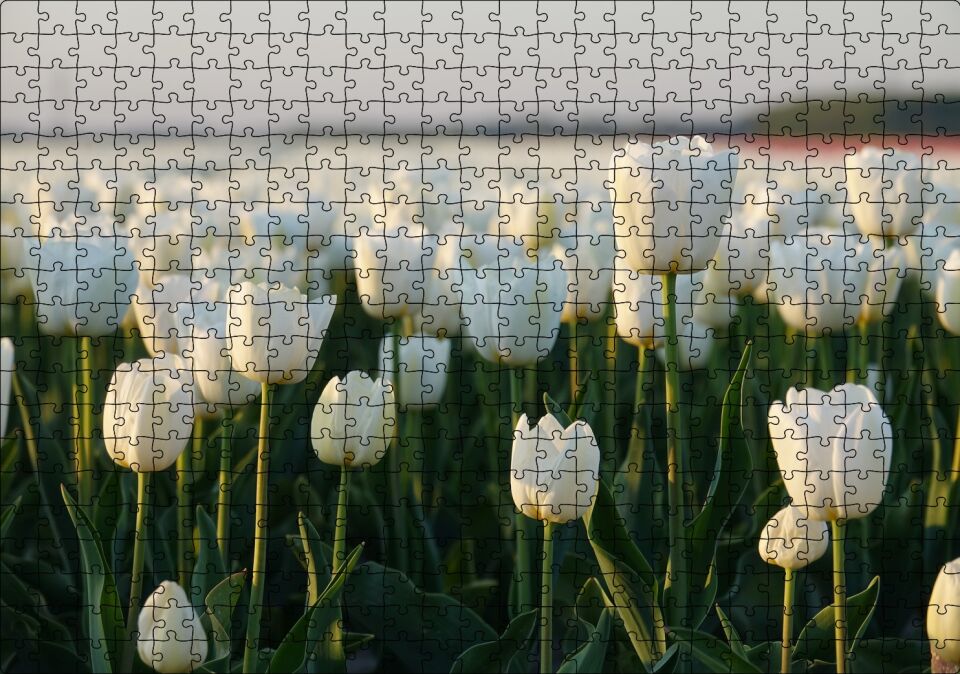 Gündoğumunda Beyaz Laleler Puzzle Yapboz MDF Ahşap 500 Parça 49 cm X 68 cm