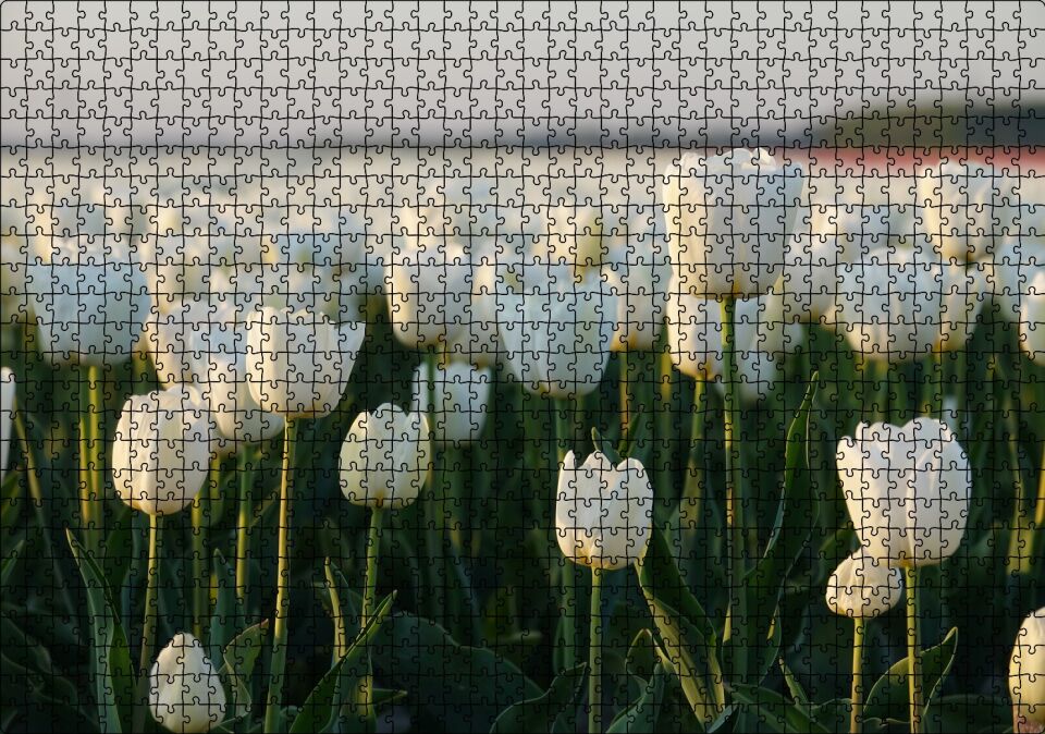 Gündoğumunda Beyaz Laleler Puzzle Yapboz MDF Ahşap 1000 Parça 49 cm X 68 cm