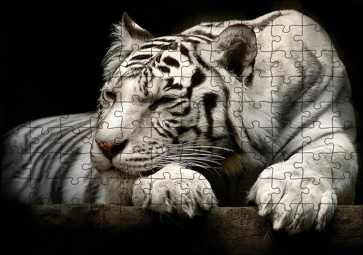 Uyuklayan Beyaz Kaplan Karanlık Arka Plan Puzzle Yapboz MDF Ahşap 120 Parça 24 cm X 34 cm