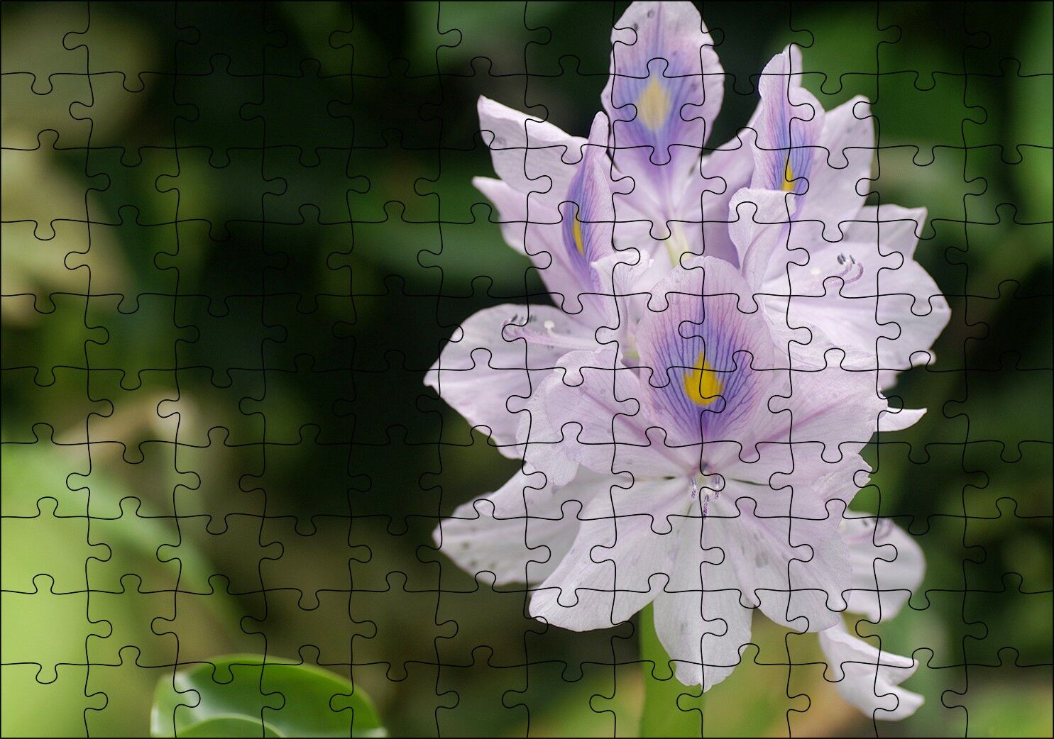 Sümbül Yakın Plan Puzzle Yapboz MDF Ahşap