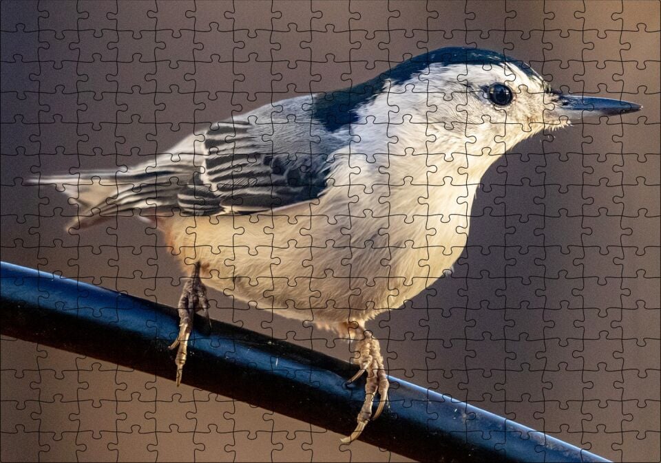 Beyaz Göğüslü Sıvacı Kuşu Görseli Puzzle Yapboz MDF Ahşap 255 Parça 34 cm X 49 cm