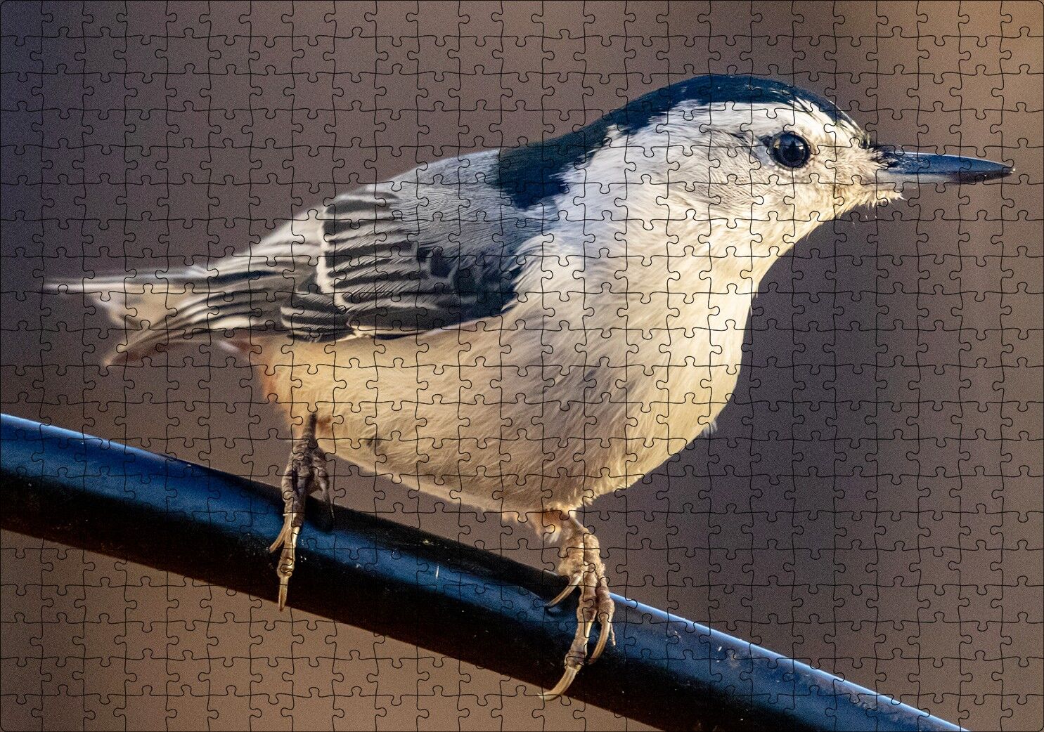 Beyaz Göğüslü Sıvacı Kuşu Görseli Puzzle Yapboz MDF Ahşap 500 Parça 49 cm X 68 cm