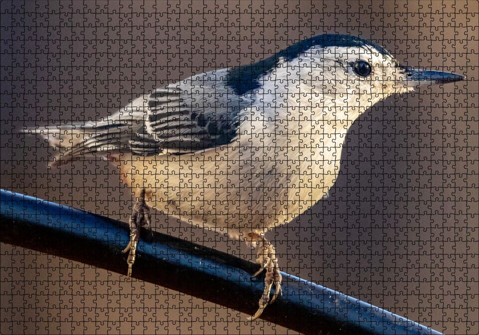 Beyaz Göğüslü Sıvacı Kuşu Görseli Puzzle Yapboz MDF Ahşap 1000 Parça 49 cm X 68 cm