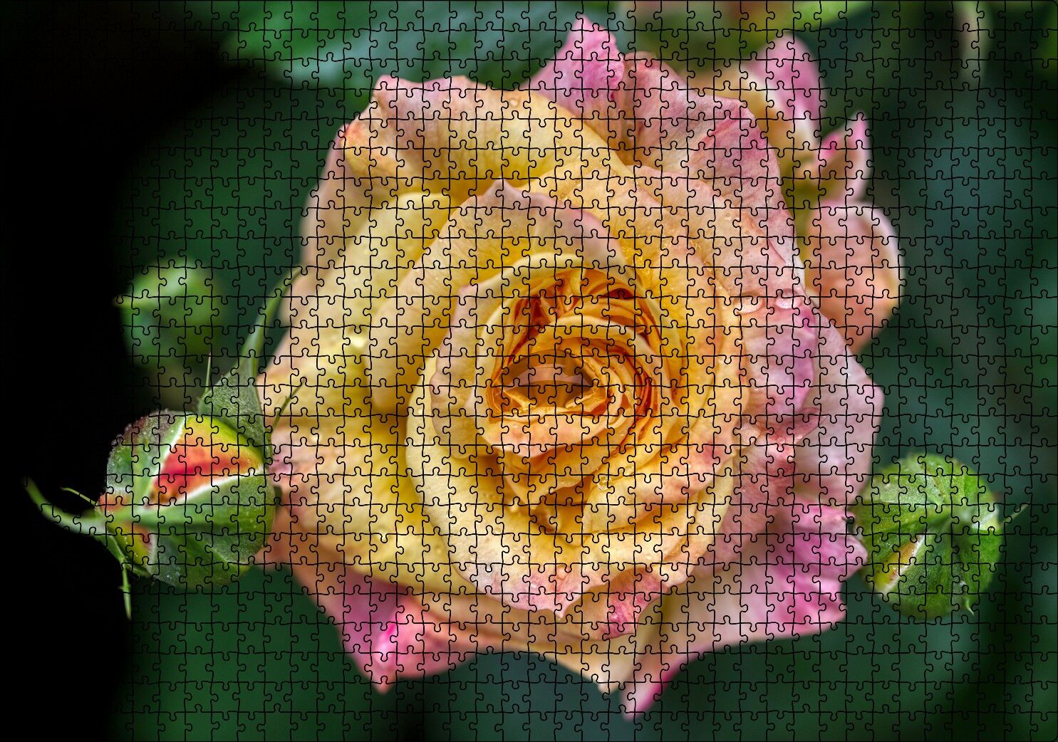 Pembe Sarı Gül Yakın Çekim Puzzle Yapboz MDF Ahşap 1000 Parça 49 cm X 68 cm