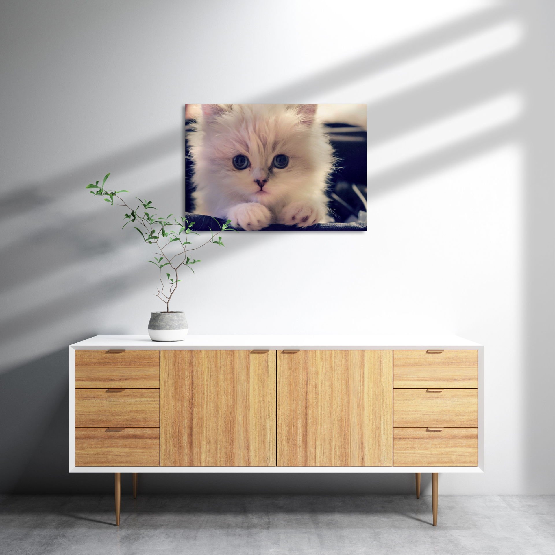 Beyaz Kedi MDF Akşap Duvar Tablo