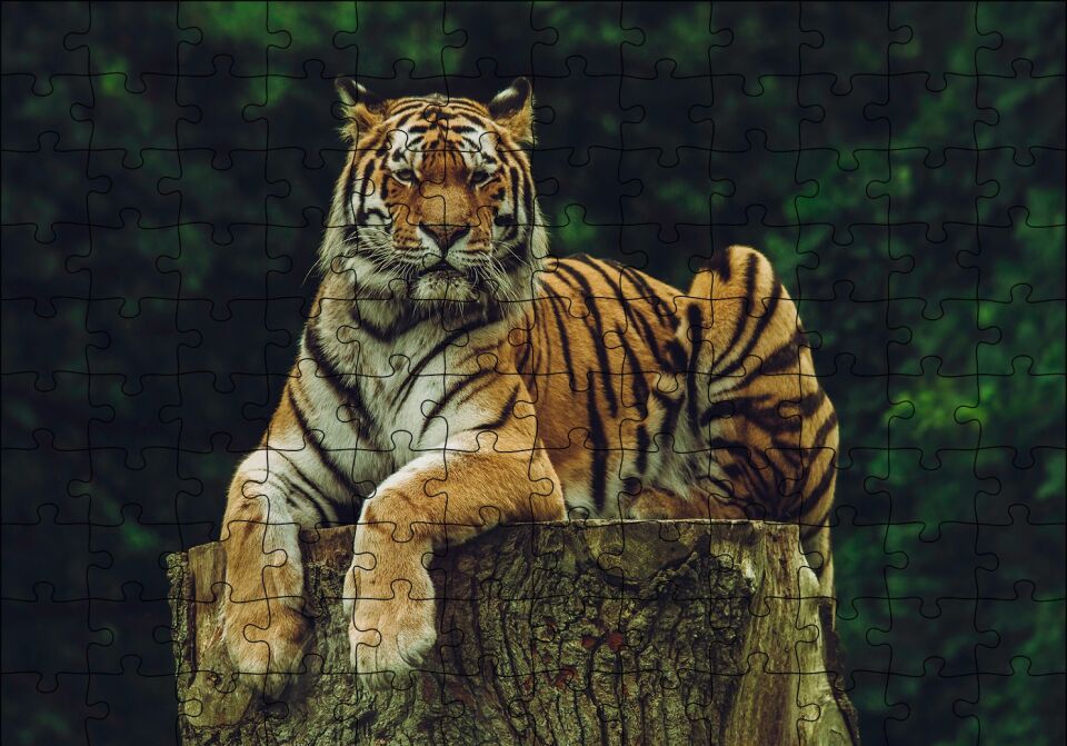 Kütüğün Üzerindeki Bengal Kaplanı Puzzle Yapboz MDF Ahşap 120 Parça 24 cm X 34 cm
