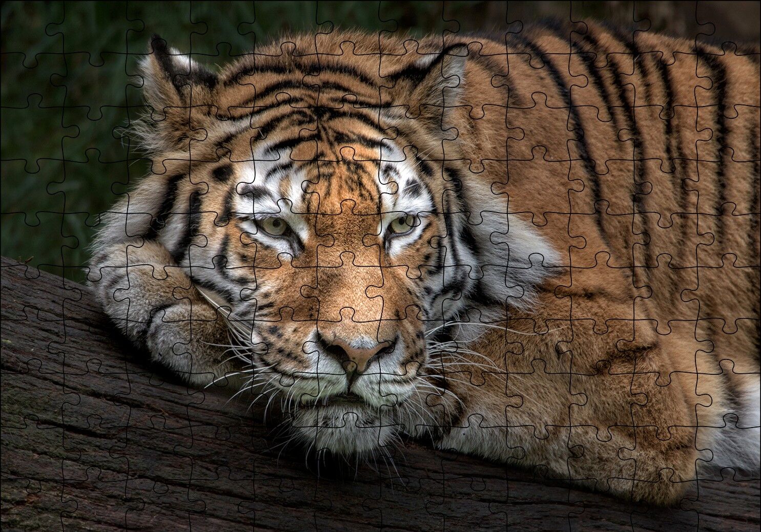 Sibirya Kaplanı Dalda Dinleniyor Puzzle Yapboz MDF Ahşap