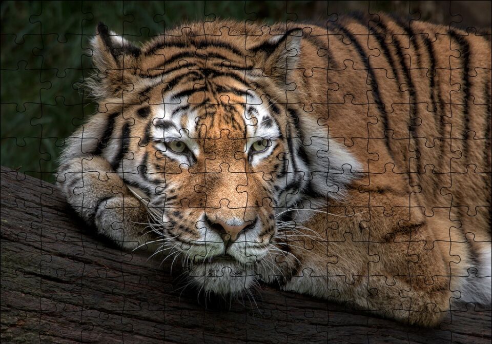 Sibirya Kaplanı Dalda Dinleniyor Puzzle Yapboz MDF Ahşap