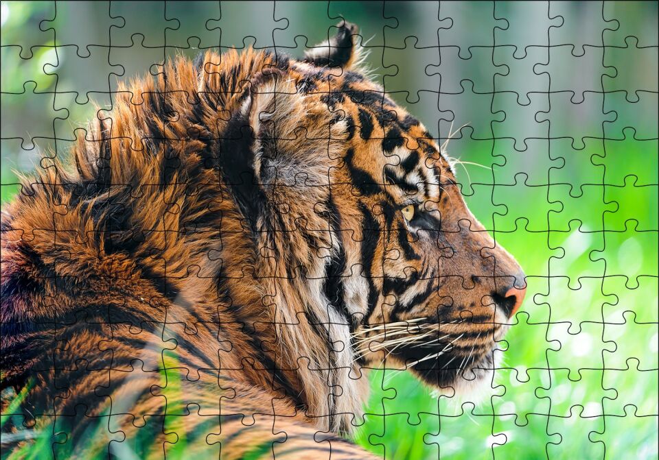 Sumatra Kaplanı Yakın Plan Puzzle Yapboz MDF Ahşap