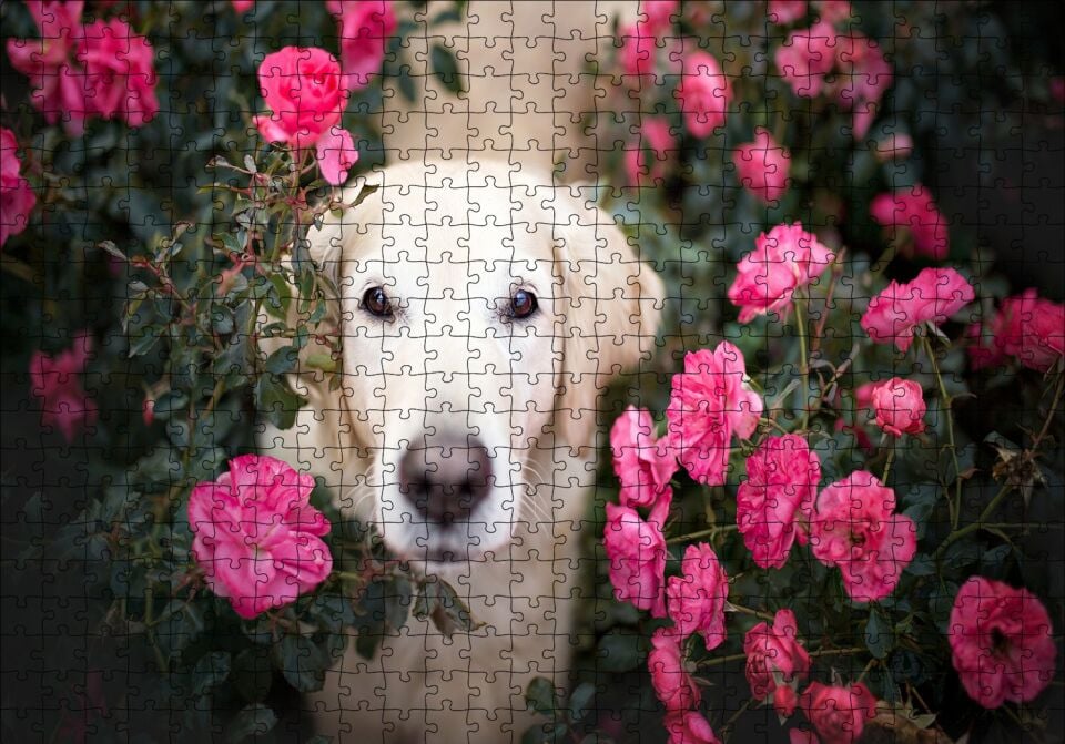Beyaz Golden Retriever Çiçekler Arasında Puzzle Yapboz MDF Ahşap 500 Parça 49 cm X 68 cm