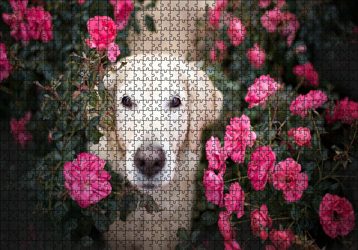 Beyaz Golden Retriever Çiçekler Arasında Puzzle Yapboz MDF Ahşap 1000 Parça 49 cm X 68 cm