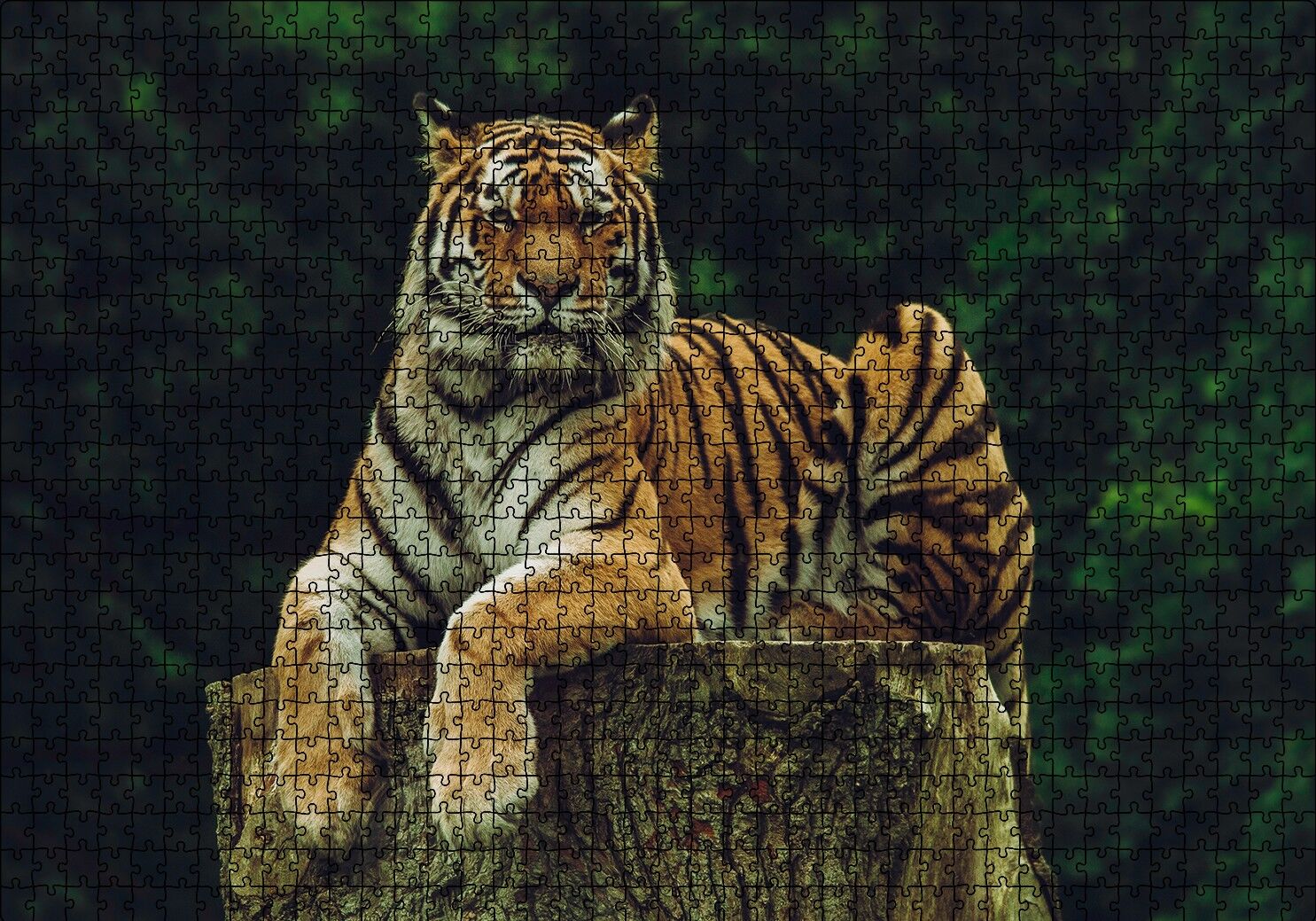 Kütüğün Üzerindeki Bengal Kaplanı Puzzle Yapboz MDF Ahşap 1000 Parça 49 cm X 68 cm
