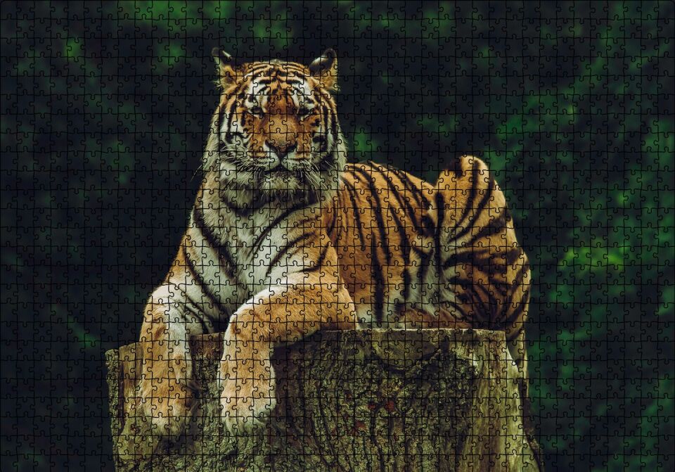 Kütüğün Üzerindeki Bengal Kaplanı Puzzle Yapboz MDF Ahşap 1000 Parça 49 cm X 68 cm