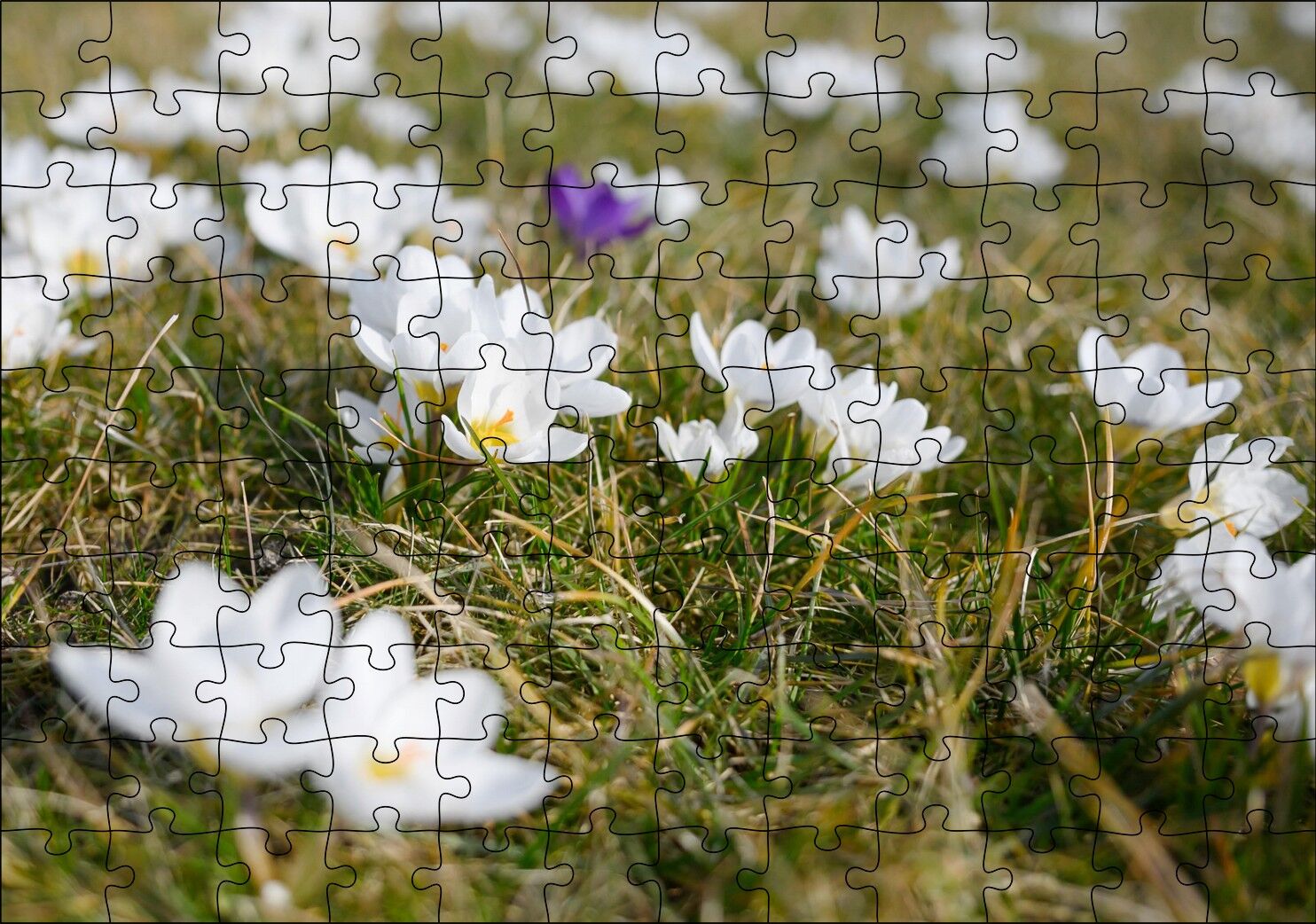 Çayırda Beyaz Çiğdem Çiçekleri Puzzle Yapboz MDF Ahşap