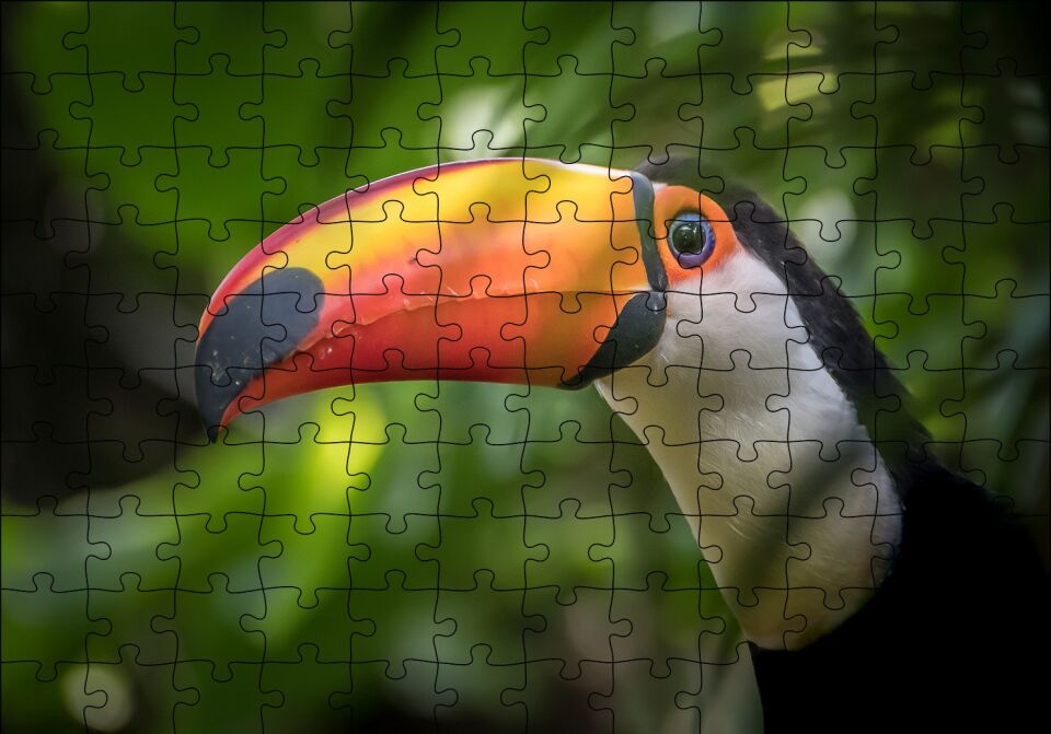 Tropikal Kuş Tucan Yakın Plan Puzzle Yapboz MDF Ahşap