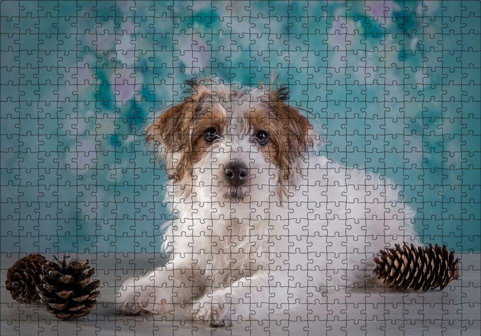 Beyaz Kahverengi Tüylü Terrier Puzzle Yapboz MDF Ahşap 500 Parça 49 cm X 68 cm