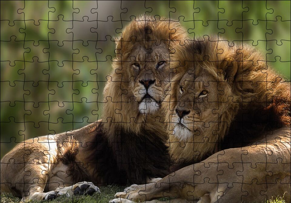 Görkemli Erkek Aslanlar Puzzle Yapboz MDF Ahşap 120 Parça 24 cm X 34 cm