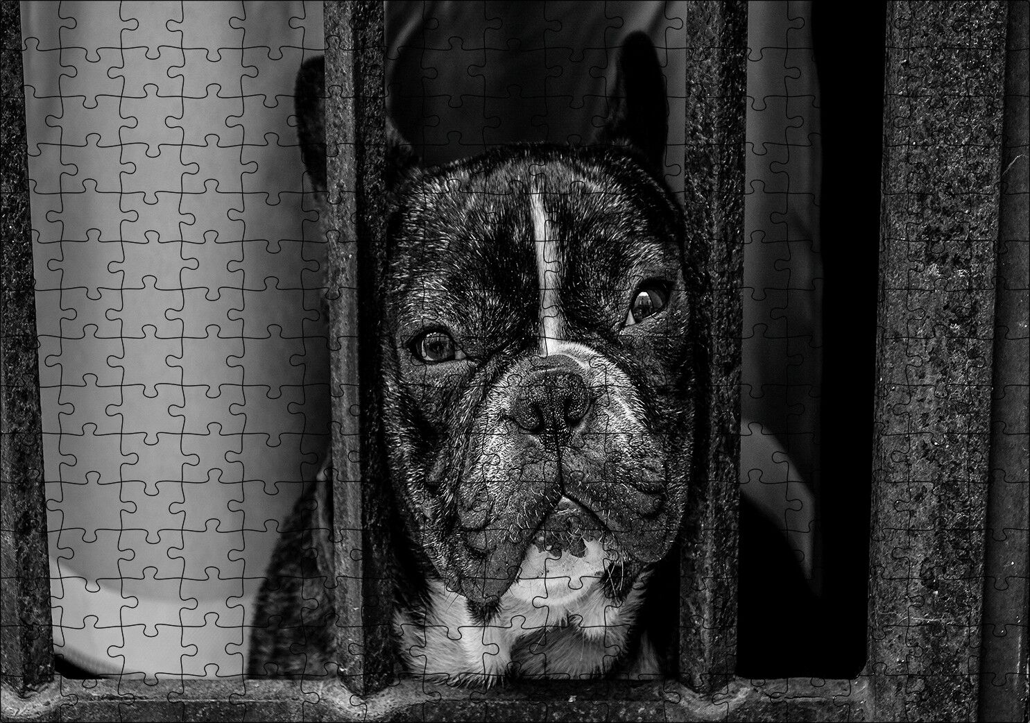 Buldog Köpek Irkı Parmaklıklar Ardında Görseli Puzzle Yapboz MDF Ahşap 255 Parça 34 cm X 49 cm