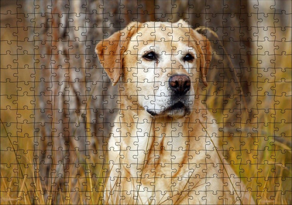 Kuru Otların Arasındaki Labrador Puzzle Yapboz MDF Ahşap 255 Parça 34 cm X 49 cm