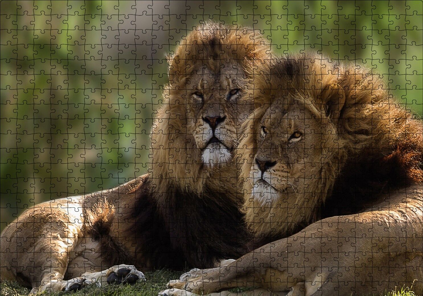 Görkemli Erkek Aslanlar Puzzle Yapboz MDF Ahşap 500 Parça 49 cm X 68 cm