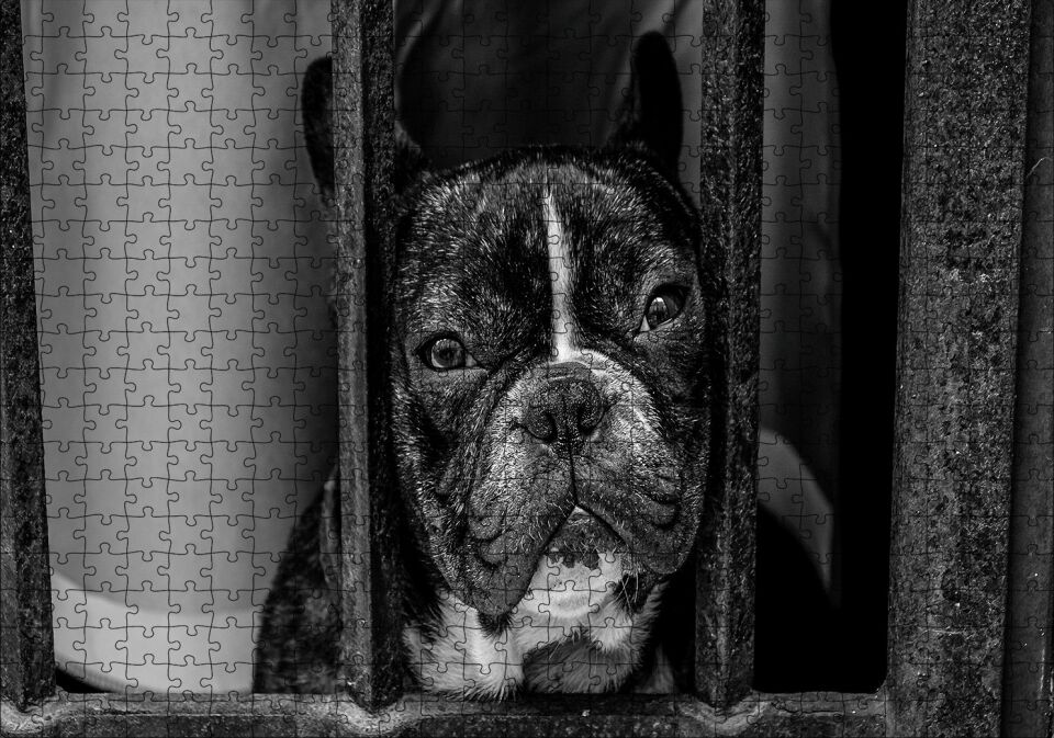 Buldog Köpek Irkı Parmaklıklar Ardında Görseli Puzzle Yapboz MDF Ahşap 500 Parça 49 cm X 68 cm