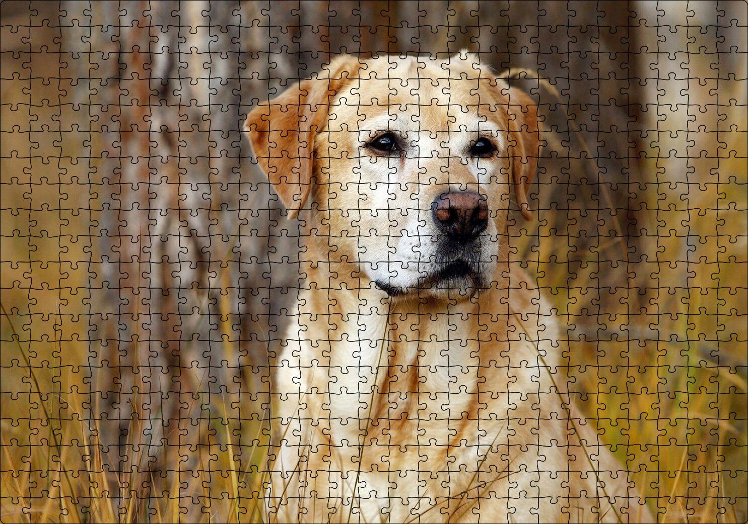 Kuru Otların Arasındaki Labrador Puzzle Yapboz MDF Ahşap 500 Parça 49 cm X 68 cm