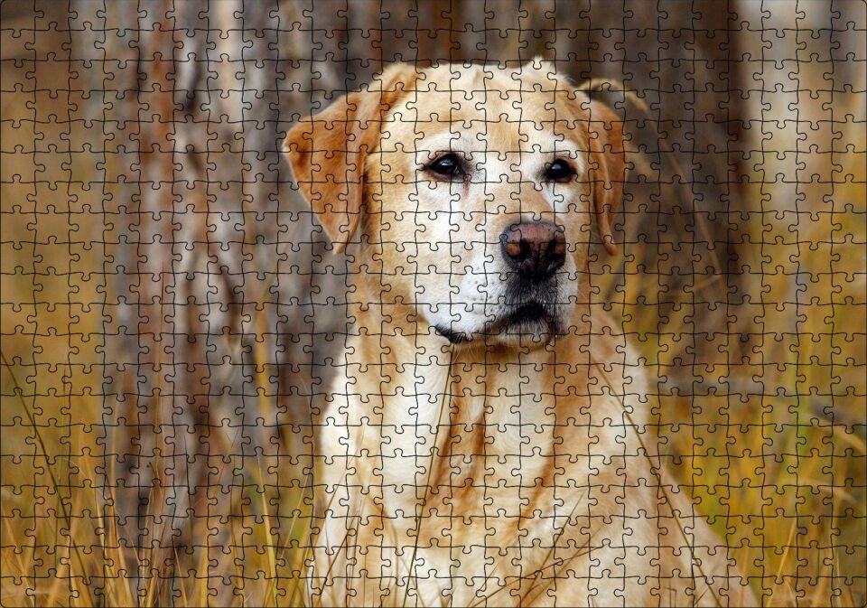 Kuru Otların Arasındaki Labrador Puzzle Yapboz MDF Ahşap 500 Parça 49 cm X 68 cm