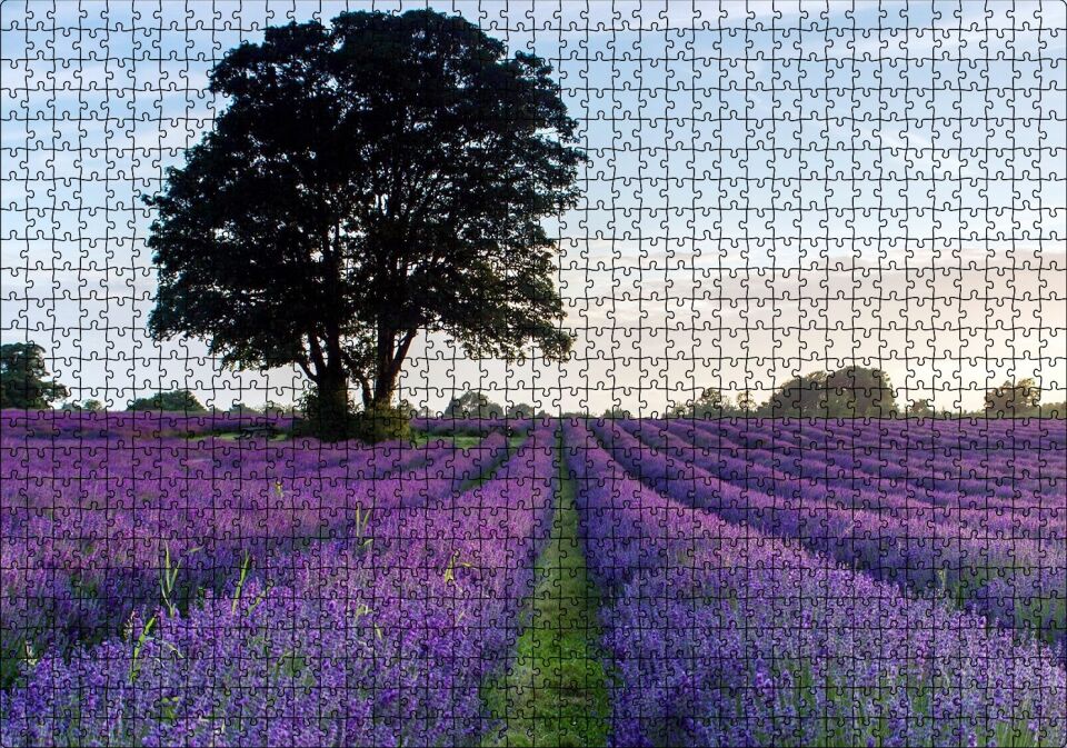 Lavanta Tarlaları ve Yalnız Ağaç Puzzle Yapboz MDF Ahşap 1000 Parça 49 cm X 68 cm