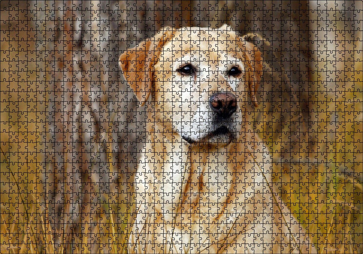 Kuru Otların Arasındaki Labrador Puzzle Yapboz MDF Ahşap 1000 Parça 49 cm X 68 cm