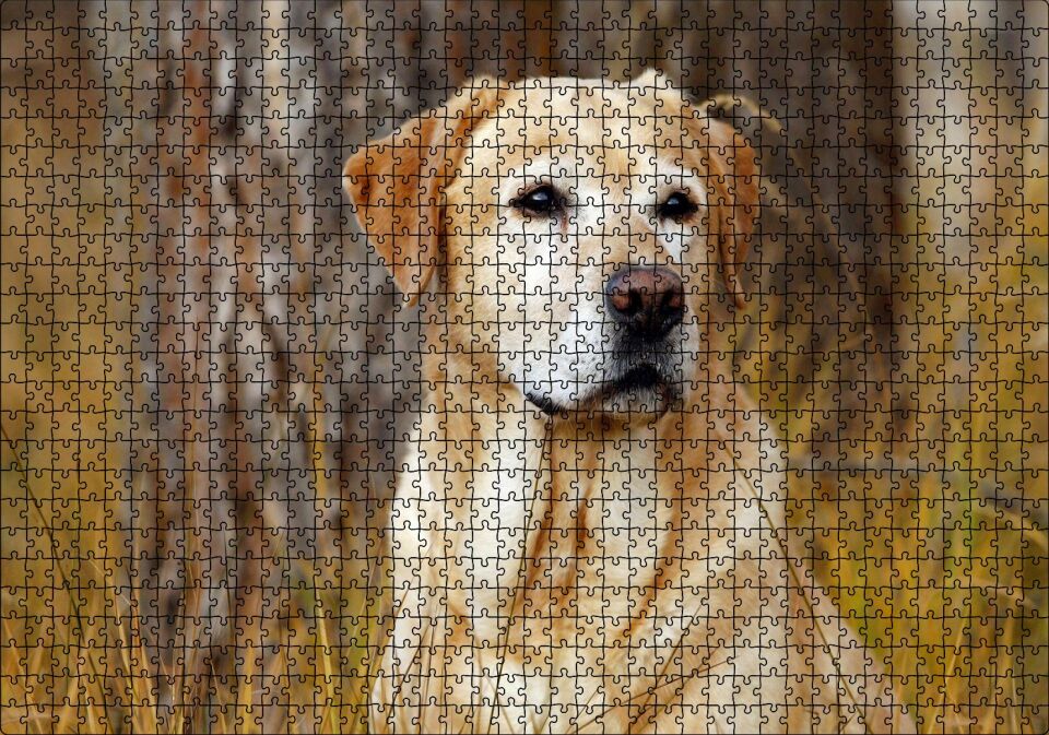 Kuru Otların Arasındaki Labrador Puzzle Yapboz MDF Ahşap 1000 Parça 49 cm X 68 cm