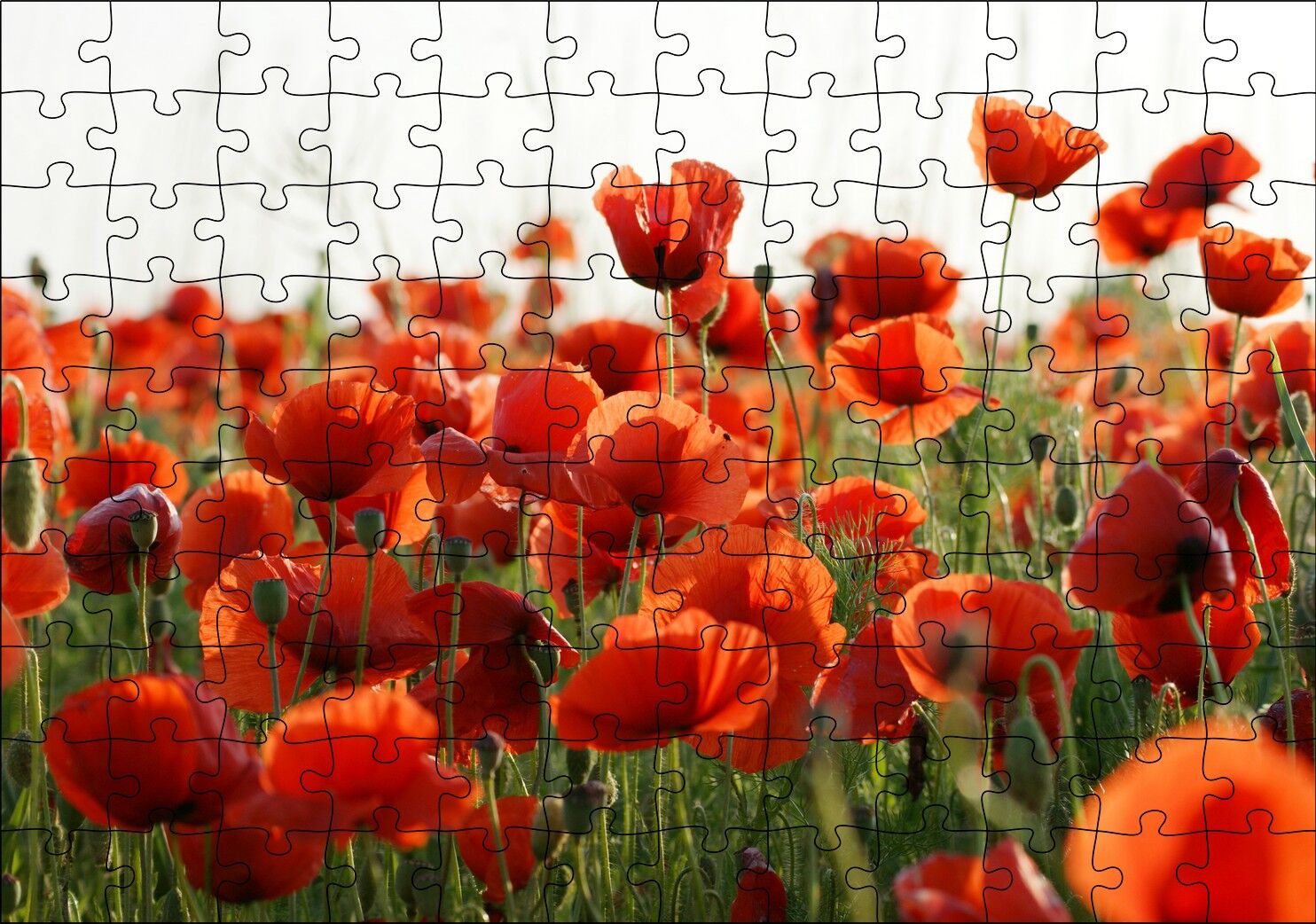 Çayırda Kırmızı Gelincikler Puzzle Yapboz MDF Ahşap