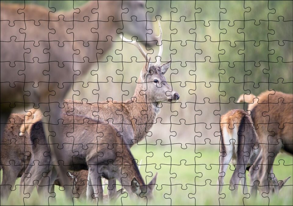 Çayırda Otlayan Ren Geyikleri Puzzle Yapboz MDF Ahşap