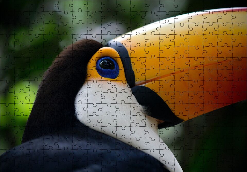 Muhteşem Renkleriyle Tukan Kuşu Puzzle Yapboz MDF Ahşap 255 Parça 34 cm X 49 cm