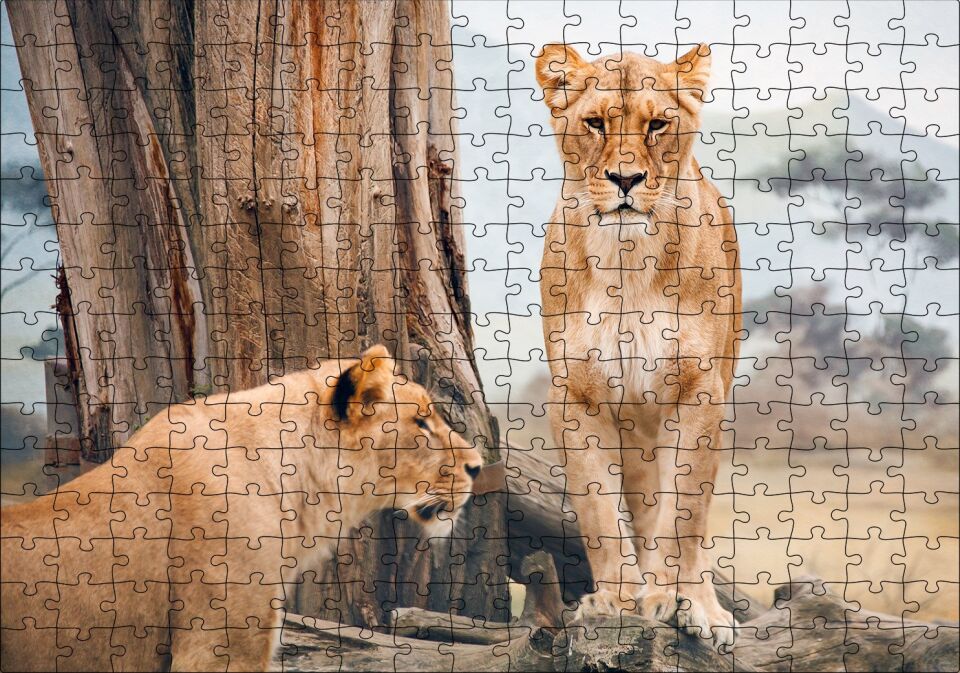 Afrika Savanında Dişi Aslan Görseli Puzzle Yapboz MDF Ahşap 255 Parça 34 cm X 49 cm