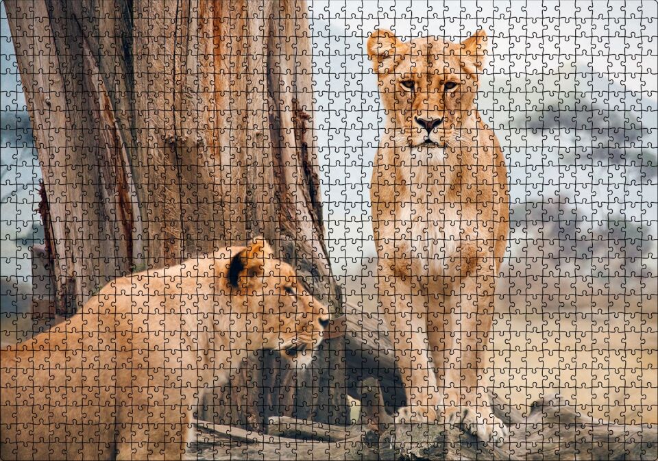Afrika Savanında Dişi Aslan Görseli Puzzle Yapboz MDF Ahşap 1000 Parça 49 cm X 68 cm