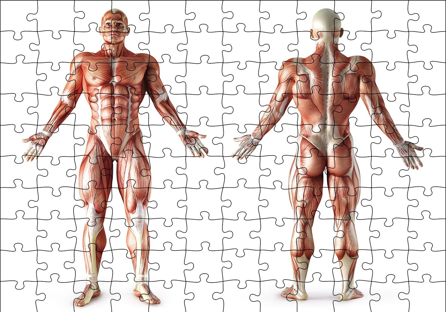 İnsan Kas Anatomisi Puzzle Yapboz MDF Ahşap 120 Parça 24 cm X 34 cm