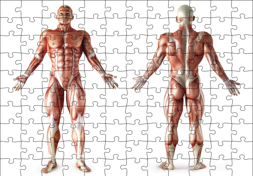 İnsan Kas Anatomisi Puzzle Yapboz MDF Ahşap 120 Parça 24 cm X 34 cm