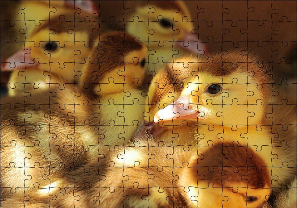 Ördek Yavruları Puzzle Yapboz MDF Ahşap 120 Parça 24 cm X 34 cm