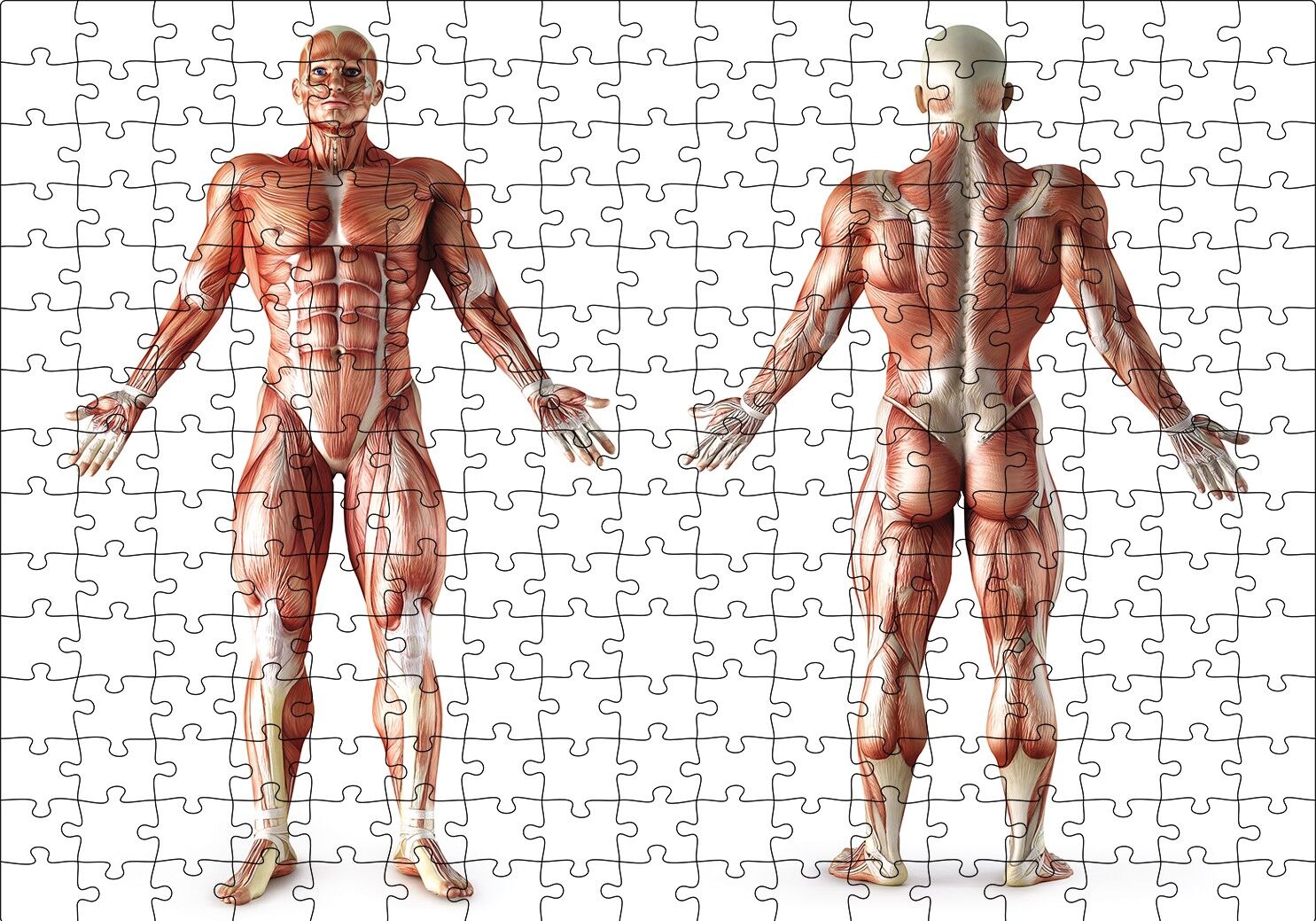 İnsan Kas Anatomisi Puzzle Yapboz MDF Ahşap 255 Parça 34 cm X 49 cm