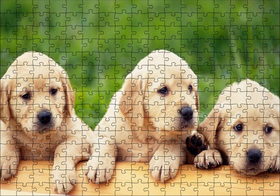 Kütüğün Üzerinde Üç Sevimli Labrador Puzzle Yapboz MDF Ahşap 255 Parça 34 cm X 49 cm