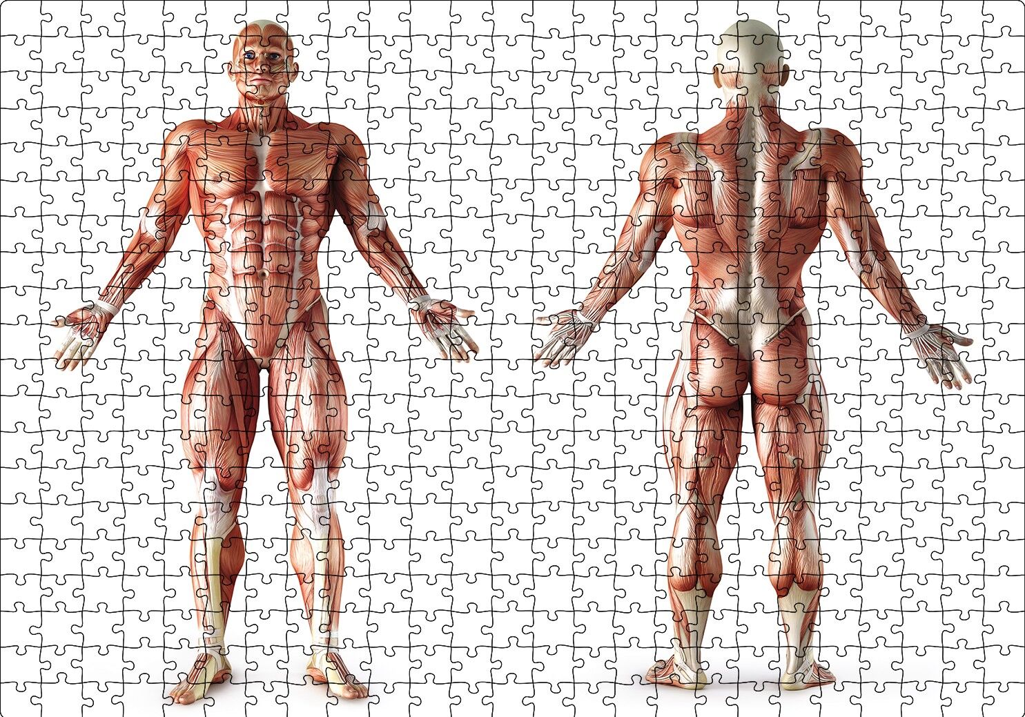 İnsan Kas Anatomisi Puzzle Yapboz MDF Ahşap 500 Parça 49 cm X 68 cm