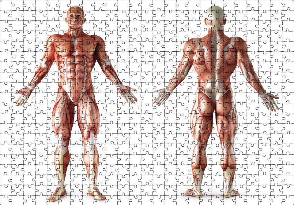 İnsan Kas Anatomisi Puzzle Yapboz MDF Ahşap 500 Parça 49 cm X 68 cm